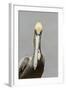 Brown Pelican (Pelecanus occidentalis) adult male, breeding plumage, Everglades City-Chris Mattison-Framed Photographic Print