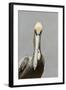 Brown Pelican (Pelecanus occidentalis) adult male, breeding plumage, Everglades City-Chris Mattison-Framed Photographic Print