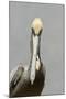 Brown Pelican (Pelecanus occidentalis) adult male, breeding plumage, Everglades City-Chris Mattison-Mounted Photographic Print