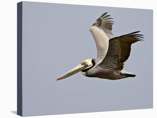 Brown Pelican (Pelecanus Occidentalis) in Flight in Partial Breeding Plumage, Salton Sea, CA-James Hager-Stretched Canvas