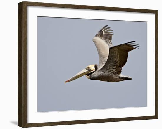 Brown Pelican (Pelecanus Occidentalis) in Flight in Partial Breeding Plumage, Salton Sea, CA-James Hager-Framed Photographic Print