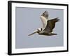 Brown Pelican (Pelecanus Occidentalis) in Flight in Partial Breeding Plumage, Salton Sea, CA-James Hager-Framed Photographic Print