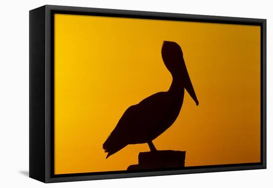 Brown Pelican (Pelecanus Occidentalis) on Wooden Post at Sunset, Coastal Florida, USA-Lynn M^ Stone-Framed Stretched Canvas