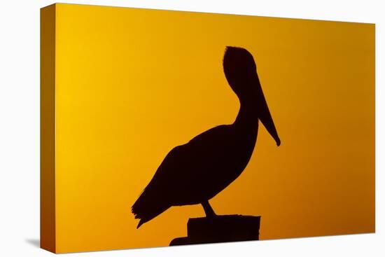 Brown Pelican (Pelecanus Occidentalis) on Wooden Post at Sunset, Coastal Florida, USA-Lynn M^ Stone-Stretched Canvas