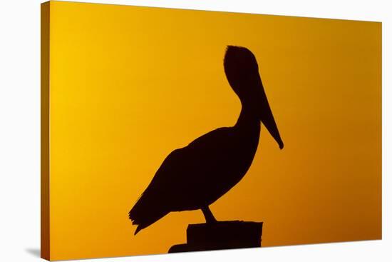 Brown Pelican (Pelecanus Occidentalis) on Wooden Post at Sunset, Coastal Florida, USA-Lynn M^ Stone-Stretched Canvas