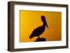 Brown Pelican (Pelecanus Occidentalis) on Wooden Post at Sunset, Coastal Florida, USA-Lynn M^ Stone-Framed Photographic Print