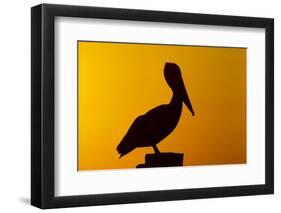 Brown Pelican (Pelecanus Occidentalis) on Wooden Post at Sunset, Coastal Florida, USA-Lynn M^ Stone-Framed Photographic Print