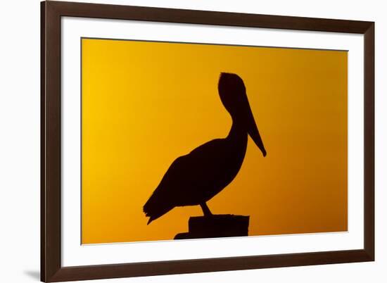 Brown Pelican (Pelecanus Occidentalis) on Wooden Post at Sunset, Coastal Florida, USA-Lynn M^ Stone-Framed Photographic Print