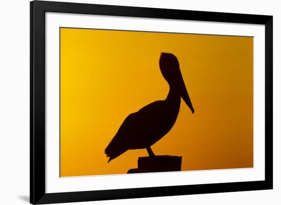 Brown Pelican (Pelecanus Occidentalis) on Wooden Post at Sunset, Coastal Florida, USA-Lynn M^ Stone-Framed Photographic Print