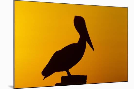 Brown Pelican (Pelecanus Occidentalis) on Wooden Post at Sunset, Coastal Florida, USA-Lynn M^ Stone-Mounted Photographic Print