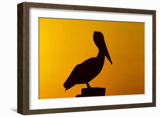 Brown Pelican (Pelecanus Occidentalis) on Wooden Post at Sunset, Coastal Florida, USA-Lynn M^ Stone-Framed Photographic Print