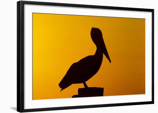 Brown Pelican (Pelecanus Occidentalis) on Wooden Post at Sunset, Coastal Florida, USA-Lynn M^ Stone-Framed Photographic Print