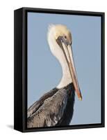 Brown Pelican (Pelecanus Occidentalis) Perched at Goose Island State Park, Aransas Co., Texas, Usa-Larry Ditto-Framed Stretched Canvas