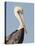 Brown Pelican (Pelecanus Occidentalis) Perched at Goose Island State Park, Aransas Co., Texas, Usa-Larry Ditto-Stretched Canvas