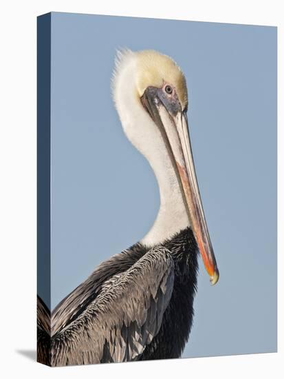 Brown Pelican (Pelecanus Occidentalis) Perched at Goose Island State Park, Aransas Co., Texas, Usa-Larry Ditto-Stretched Canvas