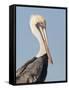 Brown Pelican (Pelecanus Occidentalis) Perched at Goose Island State Park, Aransas Co., Texas, Usa-Larry Ditto-Framed Stretched Canvas