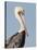 Brown Pelican (Pelecanus Occidentalis) Perched at Goose Island State Park, Aransas Co., Texas, Usa-Larry Ditto-Stretched Canvas