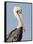 Brown Pelican (Pelecanus Occidentalis) Perched at Goose Island State Park, Aransas Co., Texas, Usa-Larry Ditto-Framed Stretched Canvas