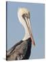 Brown Pelican (Pelecanus Occidentalis) Perched at Goose Island State Park, Aransas Co., Texas, Usa-Larry Ditto-Stretched Canvas