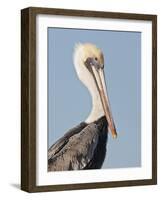 Brown Pelican (Pelecanus Occidentalis) Perched at Goose Island State Park, Aransas Co., Texas, Usa-Larry Ditto-Framed Photographic Print