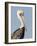 Brown Pelican (Pelecanus Occidentalis) Perched at Goose Island State Park, Aransas Co., Texas, Usa-Larry Ditto-Framed Photographic Print