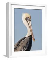 Brown Pelican (Pelecanus Occidentalis) Perched at Goose Island State Park, Aransas Co., Texas, Usa-Larry Ditto-Framed Photographic Print