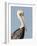 Brown Pelican (Pelecanus Occidentalis) Perched at Goose Island State Park, Aransas Co., Texas, Usa-Larry Ditto-Framed Photographic Print