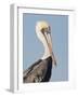 Brown Pelican (Pelecanus Occidentalis) Perched at Goose Island State Park, Aransas Co., Texas, Usa-Larry Ditto-Framed Photographic Print