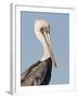 Brown Pelican (Pelecanus Occidentalis) Perched at Goose Island State Park, Aransas Co., Texas, Usa-Larry Ditto-Framed Photographic Print