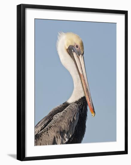 Brown Pelican (Pelecanus Occidentalis) Perched at Goose Island State Park, Aransas Co., Texas, Usa-Larry Ditto-Framed Photographic Print