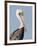 Brown Pelican (Pelecanus Occidentalis) Perched at Goose Island State Park, Aransas Co., Texas, Usa-Larry Ditto-Framed Photographic Print