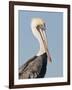 Brown Pelican (Pelecanus Occidentalis) Perched at Goose Island State Park, Aransas Co., Texas, Usa-Larry Ditto-Framed Photographic Print