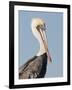 Brown Pelican (Pelecanus Occidentalis) Perched at Goose Island State Park, Aransas Co., Texas, Usa-Larry Ditto-Framed Photographic Print