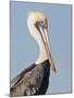 Brown Pelican (Pelecanus Occidentalis) Perched at Goose Island State Park, Aransas Co., Texas, Usa-Larry Ditto-Mounted Photographic Print