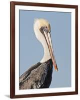 Brown Pelican (Pelecanus Occidentalis) Perched at Goose Island State Park, Aransas Co., Texas, Usa-Larry Ditto-Framed Photographic Print