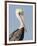 Brown Pelican (Pelecanus Occidentalis) Perched at Goose Island State Park, Aransas Co., Texas, Usa-Larry Ditto-Framed Photographic Print