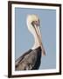 Brown Pelican (Pelecanus Occidentalis) Perched at Goose Island State Park, Aransas Co., Texas, Usa-Larry Ditto-Framed Photographic Print