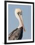 Brown Pelican (Pelecanus Occidentalis) Perched at Goose Island State Park, Aransas Co., Texas, Usa-Larry Ditto-Framed Photographic Print