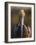 Brown Pelican (Pelecanus Occidentalis) Perched at Goose Island State Park, Aransas Co., Texas, Usa-Larry Ditto-Framed Photographic Print