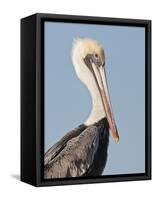 Brown Pelican (Pelecanus Occidentalis) Perched at Goose Island State Park, Aransas Co., Texas, Usa-Larry Ditto-Framed Stretched Canvas