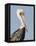 Brown Pelican (Pelecanus Occidentalis) Perched at Goose Island State Park, Aransas Co., Texas, Usa-Larry Ditto-Framed Stretched Canvas