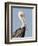 Brown Pelican (Pelecanus Occidentalis) Perched at Goose Island State Park, Aransas Co., Texas, Usa-Larry Ditto-Framed Photographic Print