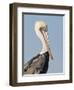 Brown Pelican (Pelecanus Occidentalis) Perched at Goose Island State Park, Aransas Co., Texas, Usa-Larry Ditto-Framed Photographic Print