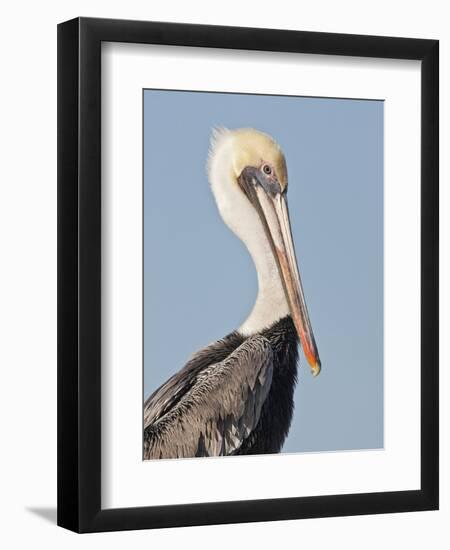 Brown Pelican (Pelecanus Occidentalis) Perched at Goose Island State Park, Aransas Co., Texas, Usa-Larry Ditto-Framed Photographic Print