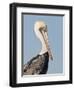 Brown Pelican (Pelecanus Occidentalis) Perched at Goose Island State Park, Aransas Co., Texas, Usa-Larry Ditto-Framed Photographic Print