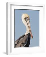 Brown Pelican (Pelecanus Occidentalis) Perched at Goose Island State Park, Aransas Co., Texas, Usa-Larry Ditto-Framed Photographic Print