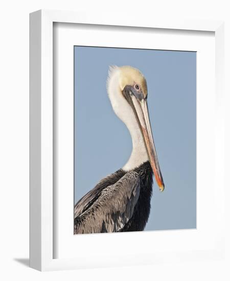 Brown Pelican (Pelecanus Occidentalis) Perched at Goose Island State Park, Aransas Co., Texas, Usa-Larry Ditto-Framed Photographic Print