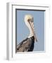 Brown Pelican (Pelecanus Occidentalis) Perched at Goose Island State Park, Aransas Co., Texas, Usa-Larry Ditto-Framed Photographic Print