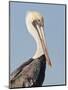 Brown Pelican (Pelecanus Occidentalis) Perched at Goose Island State Park, Aransas Co., Texas, Usa-Larry Ditto-Mounted Premium Photographic Print