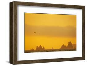 Brown Pelican (Pelecanus occidentalis) two, in flight over sea, Rialto Beach-Bill Coster-Framed Photographic Print